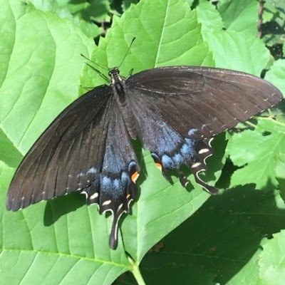 MinneSolarNow's profile picture. Proud Sustainability Nerd Dad, Cooperative Business Community Solar Developer, Advocate for Planet Earth