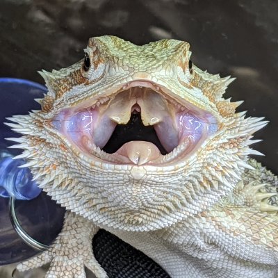 twobentpinkies's profile picture. no cheese, no sauce