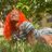 ladylevitas's profile image
