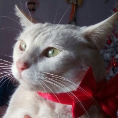 Leolizardi7's profile picture. 