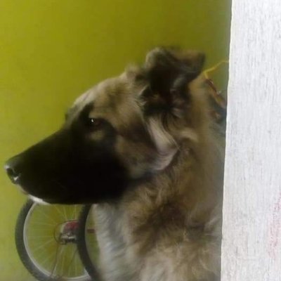 magrittevallant's profile picture. Nemo impune me lacessit