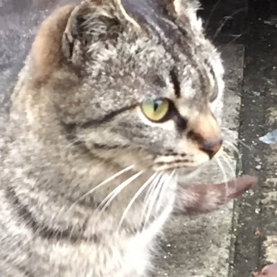 Cathy_omni's profile picture. 成人済／社会人 ˚✧₊⁎ 現在 鬼滅沼 ⁎⁺˳✧༚     絵描きさんも字書きさんも突然どこかへ行ってしまうので、推しは推せる時に推せがモットーです。突然のリプ不快に思われたら申し訳ありません。