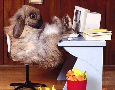 coelhinhodoido's profile picture. Sou um animal dócil e amável, mas no momento me encontro meio doido! -#- Vamos coelhar o mundo! -#-