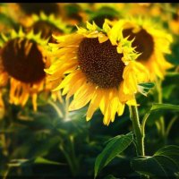 🤔 (@dr_gabadia) 's Twitter Profile Photo