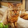 Hitomi_room1103's profile picture. 季節や自然や園芸のあれこれを気ままにちょこっと呟こうかな～と🌱その他徒然に✏️ 会社辞めて起業しました💻 ちょっと落ち着くまで園芸お休み中💤いつかまた復帰する❤️‍🔥

  (インスタもよろしく🌇 弱ノスタルジーの世界)
→
https://t.co/SmRZrf4W2u