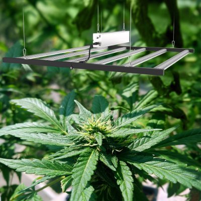 lighting_wp's profile picture. Professional LED Grow Light Manufacturer
Email: bruce.wang@szfuture-led.com
Mobile/WhatsApp: +8615889300524