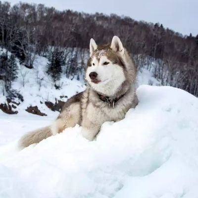 I am a big fan of animals. Phylantropist to animal