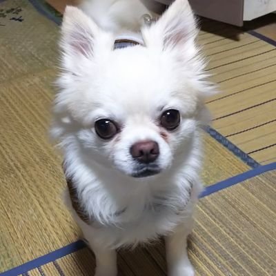 jk2ge30lWHREp14's profile picture. ぷくおか(∂ω∂)綺麗な景色を撮る📸平日ライダー🏍🪽Cafe/デザート🍦/ラーメン🍜/神社⛩️/ダム/灯台巡り(*n´ω`n*)愛犬のクマ🐶(チワワ) ヨロシクです👍#サプ垢@MT0730470614