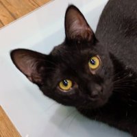 大猩猩🦍 (@nmnig8dhehfjoiu) 's Twitter Profile