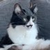 Poirot (@poirot92991700) Twitter profile photo Poirot (@poirot92991700) Twitter profile photo