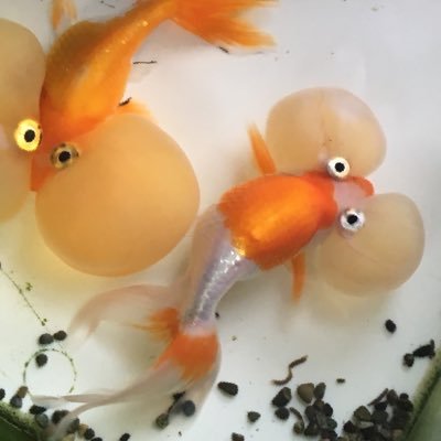 みよ村 金魚 Help このポックス病 推定 ですが 治療に入ろうと思います パラキソリンfが効く との書き込みを見たので 薬剤を取り寄せる予定ですが 他に治療法をご存知の方がいたら 教えていただけないでしょうか みよ村 金魚 Help このポックス病 推定 ですが 治療に入ろうと思います パラキソリンfが効く との書き込みを見たので 薬剤を取り寄せる予定ですが 他に治療法をご存知の方がいたら 教えていただけないでしょうか