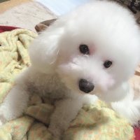 ワンコ組お世話係 (@anavelgatoff14) Twitter profile photo