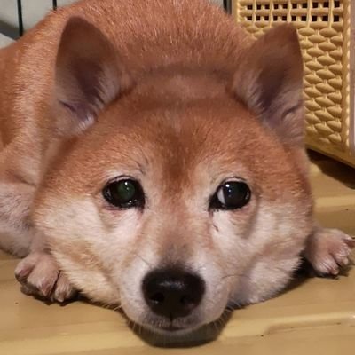 自キ3年生になりました。肩こり解消のためにMD770購入→ErgoDashで自キ沼に入門。転職してから自キ活動の時間が取れず辛い。最近の好み→column-staggered/MDA/MT3/DUROCK Koala/Outemu Silent Forest/TTC Watermelon Milkshake