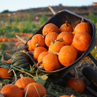 Pumpkin patch & Strawberry fields maze maze, cafe, mini diggers, bouncy castle open for Halloween once a year Malpas, Cheshire. Come & pick your own pumpkin