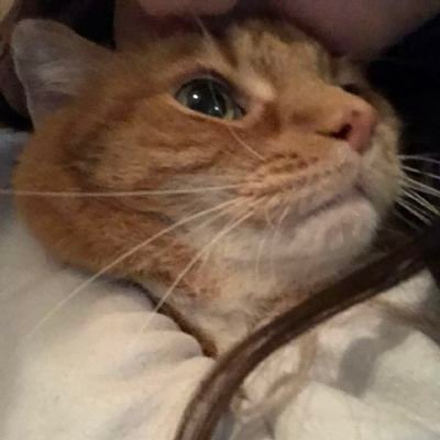 on_bytes's profile picture. Open source enthusiast, talk tech to me ♥