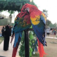 سُعـــــاد (@suadksa0ask) 's Twitter Profile
