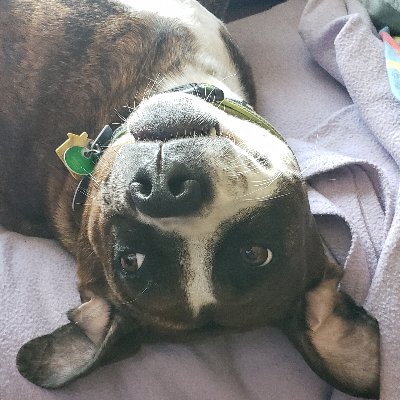 Daisy-pitty/hound dog mix, the love of our lives(pictured, upside down)