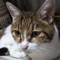 HISATO(いのうえひさこ) (@hisato76) 's Twitter Profile Photo HISATO(いのうえひさこ) (@hisato76) 's Twitter Profile Photo