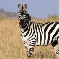 PCP Zebras 🦓 (Year 4) (@pcpzebras) 's Twitter Profile Photo PCP Zebras 🦓 (Year 4) (@pcpzebras) 's Twitter Profile Photo