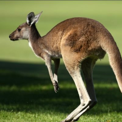 PCP Kangaroos 🦘(Year 6)
