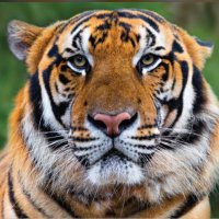 PCP Tigers 🐅 (Year 5)(@PCPTigers) 's Twitter Profile Photo