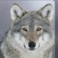 PCP Wolves 🐺 (Year 6) (@pcpwolves) 's Twitter Profile