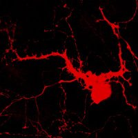 Brandon j. Harvey (EEG Salad) (@eeg_salad) 's Twitter Profile