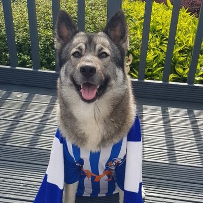 KillieDaft's profile picture. Hyper, happy go lucky, slightly mental, killie daft wee guy 🙊.