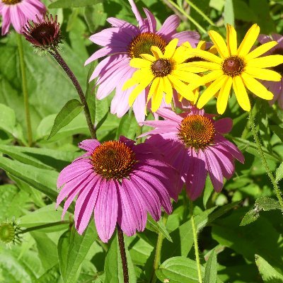 Nature notes and photos from central Illinois, including contributions from students in Conservation Ecology, Biol 145 at Heartland Community College.