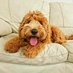 Ziggy_the.labradoodle (@Ziggy_Labradood) Twitter profile photo