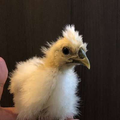 【公式】ちゅうぺいファームさんのプロフィール画像