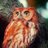 owl_harryqa