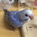 ãã£ã¢ã¡ãã@ããã§ (@kaedetear) Twitter profile photo ãã£ã¢ã¡ãã@ããã§ (@kaedetear) Twitter profile photo
