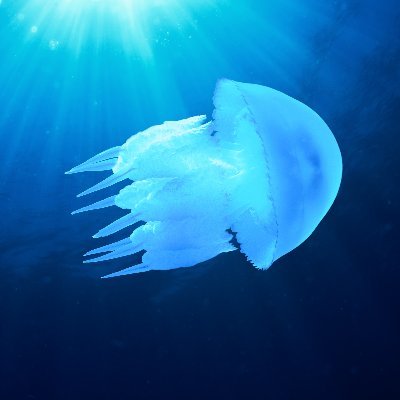 coaching_yyj's profile picture. Bikes, climate, and water. #yyj