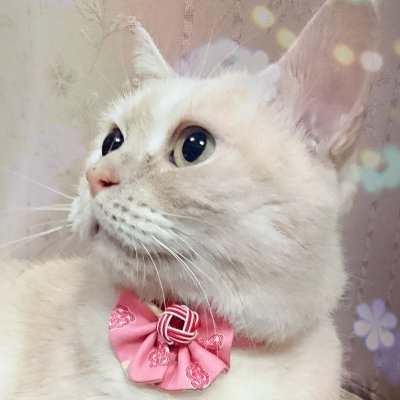 akokina's profile picture. はじめまして。ハンドメイド、ドール、猫ちゃんが好きです。SDリーゼロッテ、SDここ、imda Modigli、Devaなどがいます。最近、無属性ぬいちゃんもお迎えしました。素敵なお写真の方への無言フォロー失礼いたします。