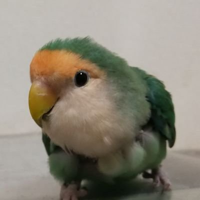 WEBサイト「いんこだより」https://t.co/3CVllkFFqBで、インコの飼い方やインコに関する情報を発信しています。

インコ等の迷い鳥／保護鳥の情報が多く集まっていますので、拡散のご協力をお願いいたします。