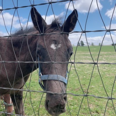 rgs_syacho's profile picture. 競馬すき BTC fx 5万からどこまで出来か #ビットコイン