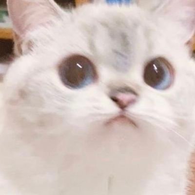 every_mything's profile picture. ㅇ3ㅇ....((용도를 못정한 계정))
((잡담이나 하자))