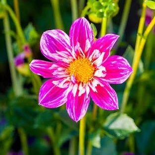 ss9096179981's profile picture. little life