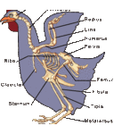 Daniel Deaton - @bestofbones - Twitter