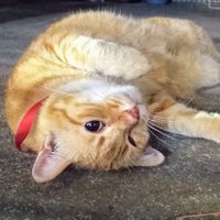 ねこたん。 (@nekono_nekotan) 's Twitter Profile
