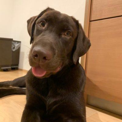 チョコラブポテトの日常 いつかここも飛び越えるんだろうな ラブラドールレトリバー 子犬 チョコラブポテトの日常 いつかここも飛び越えるんだろうな ラブラドールレトリバー 子犬