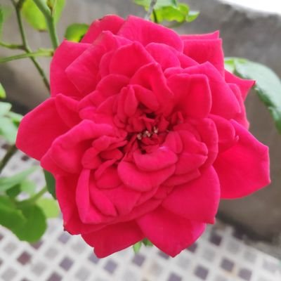 MRL9191's profile picture. 