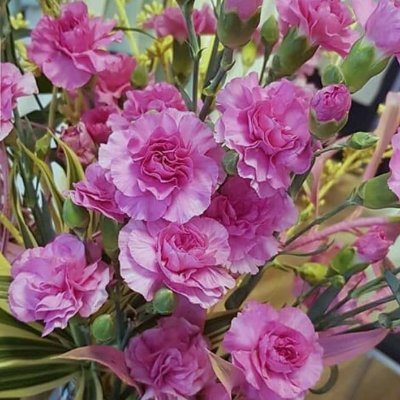 Smithro09819496's profile picture. Am easy going child