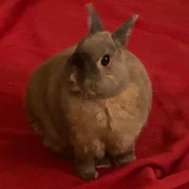 Just a bunny doing zoomies and binkies.