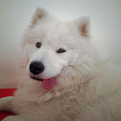 Yuki the Samoyed 👑
📅Birthday: 29.04.2019
❤️🐶🍗🦴🥩💤
Woof, woof.