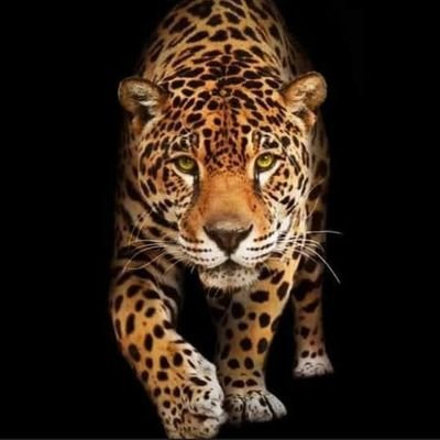 0688Snuggle's profile picture. 