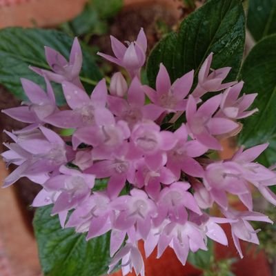 MarinaShibu's profile picture. Teacher