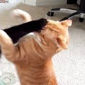 iacangelosi_'s profile picture. 