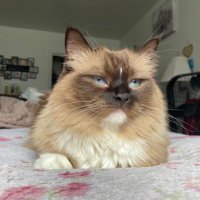 mittensthedoll (@mittensthedoll) 's Twitter Profile